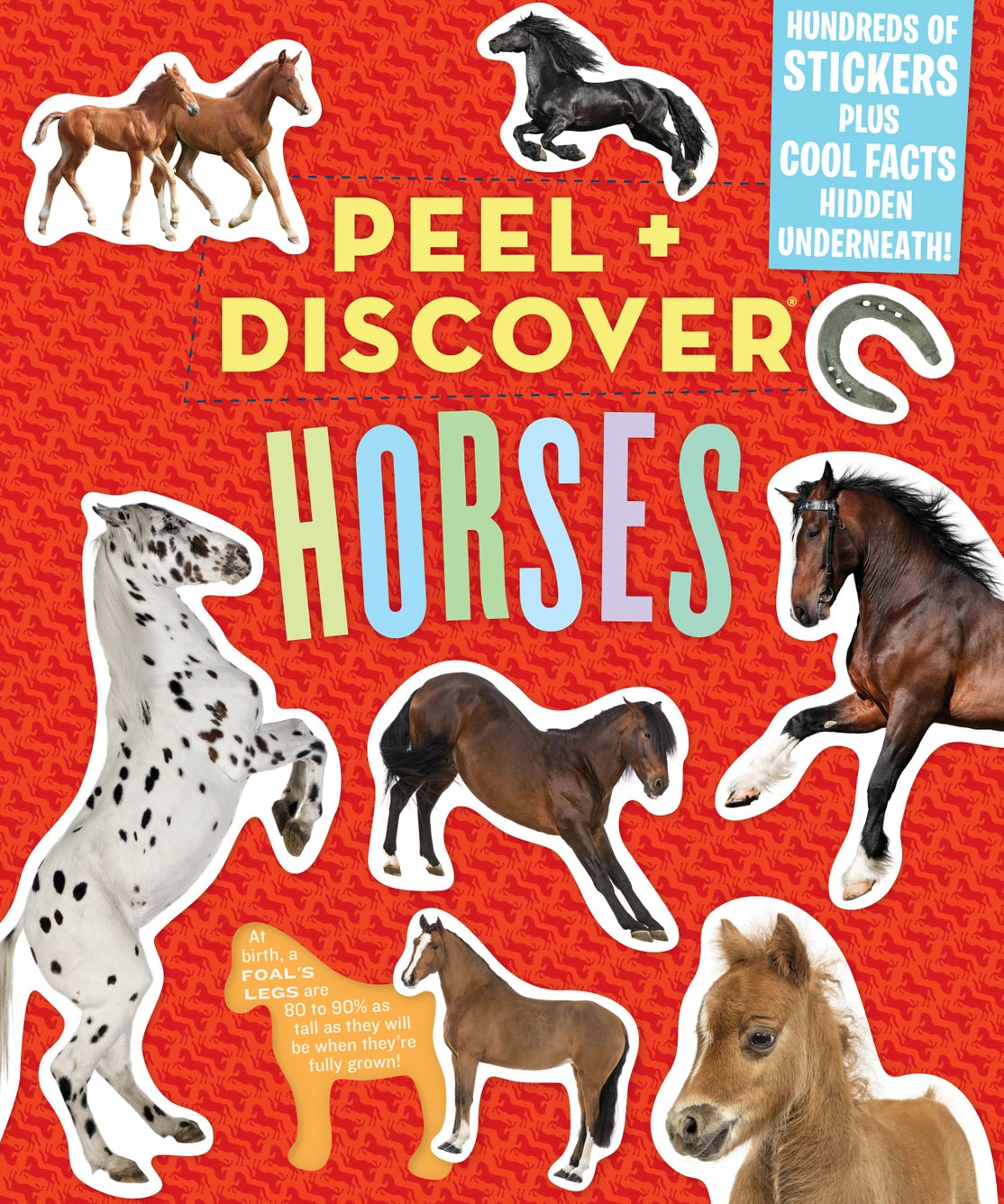 Hachette Books Peel + Discover: Horses