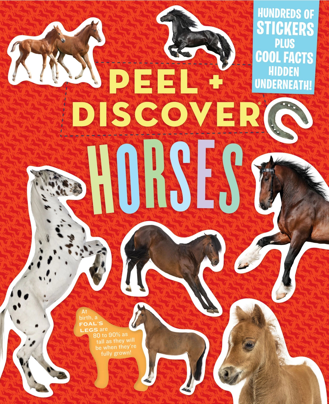 Hachette Books Peel + Discover: Horses