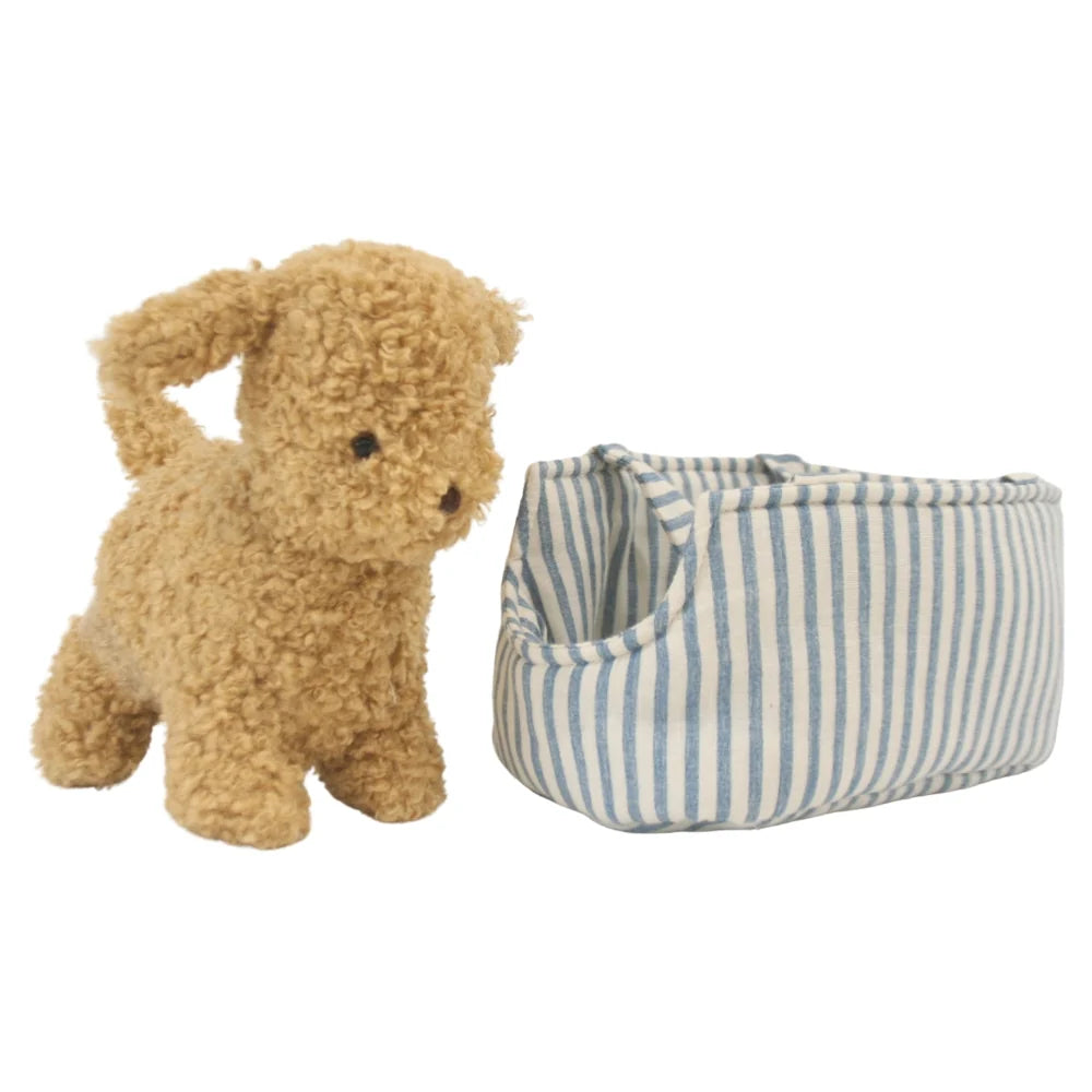 Alimrose Toffee the Puppy and Carrier